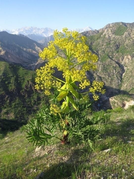 Ferula assa-foetida — Каврак ўсимлиги